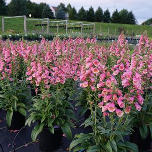 Digitalis 'Arctic Fox Rose'