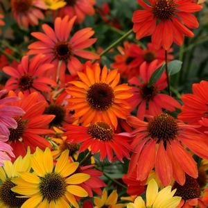 Echinacea 'Cheyenne Spirit'