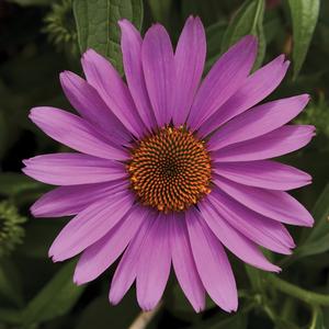 Echinacea purpurea 'Rose Compact'