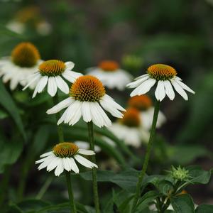 Echinacea purpurea 'White'