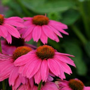 Echinacea purpurea 'Wild Berry'