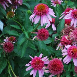 Echinacea 'Bubblegum'