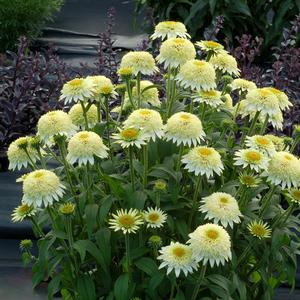 Echinacea 'Vanilla'