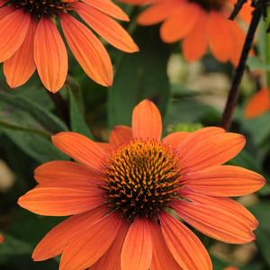 Echinacea purpurea 'Adobe Orange'