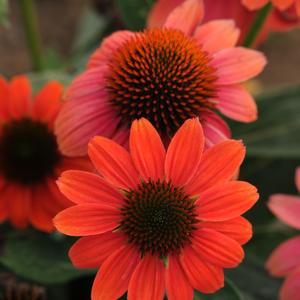 Echinacea purpurea 'Hot Coral'