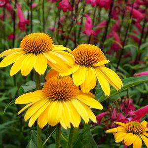 Echinacea purpurea 'Lemon Yellow'