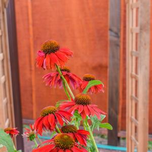 Echinacea purpurea 'Salsa Red'