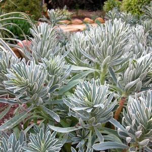 Euphorbia characias 'Glacier Blue'