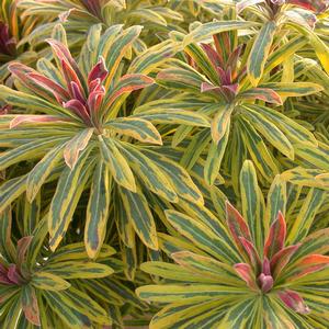 Euphorbia x martinii 'Ascot Rainbow'