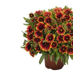 Gaillardia aristata 'SpinTop Orange Halo'