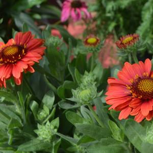 Gaillardia aristata 'SpinTop Red'