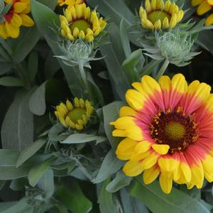 Gaillardia aristata 'SpinTop Red Starburst'