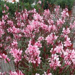 Gaura lindheimeri 'Passionate Blush'