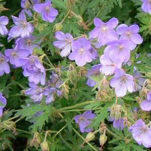 Geranium 'Rozanne'