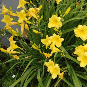 Hemerocallis 'Happy Returns'