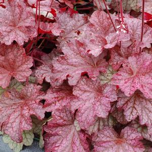 Heuchera 'Berry Smoothie'