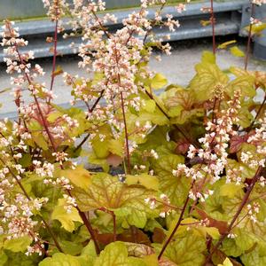 Heuchera 'Champagne'