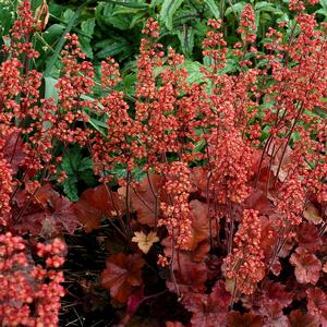 Heuchera 'Cherry Cola'