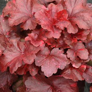 Heuchera 'Galaxy'