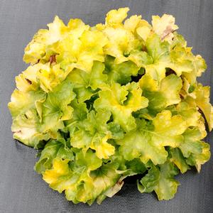 Heuchera 'Lemon Supreme'