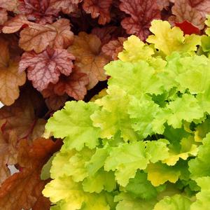 Heuchera 'Lime Rickey'