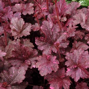 Heuchera 'Midnight Rose'