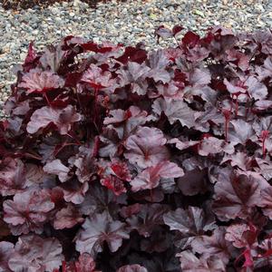 Heuchera 'Obsidian'