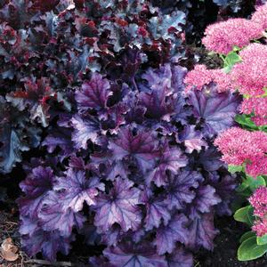 Heuchera 'Purple'