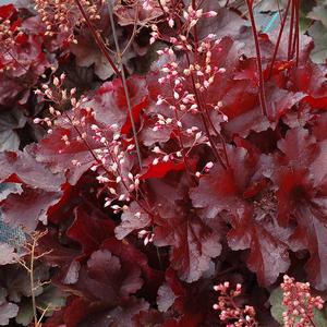 Heuchera 'Red'