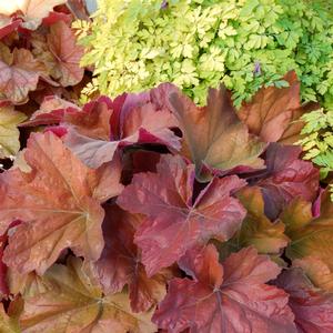 Heuchera 'Southern Comfort'