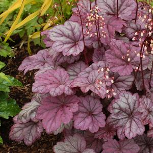 Heuchera 'Sugar Plum'