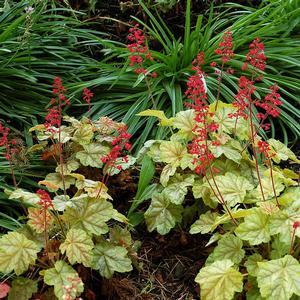 Heuchera 'Tokyo'