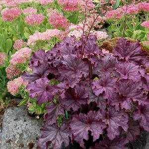 Heuchera 'Amethyst'