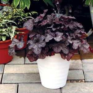 Heuchera 'Black'