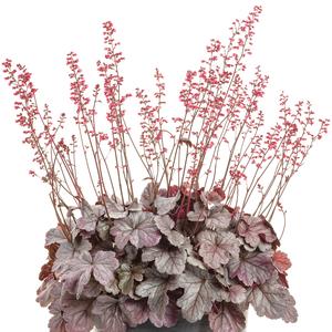 Heuchera 'Silver Gumdrop'