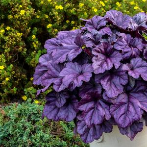 Heuchera 'Wildberry'