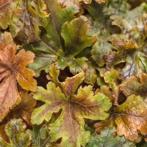 Heucherella 'Hopscotch'