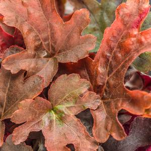 Heucherella 'Red Rover'