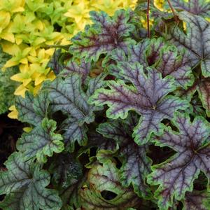 Heucherella 'Tapestry'