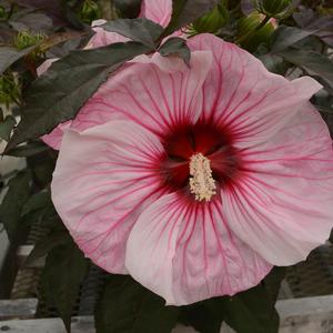 Hibiscus 'Cherry Choco Latte'