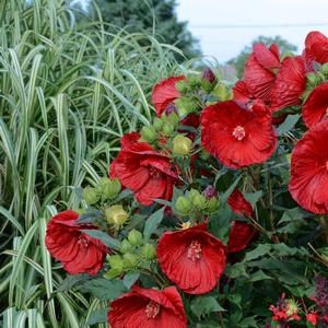 Hibiscus 'Cranberry Crush'