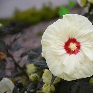 Hibiscus 'French Vanilla'