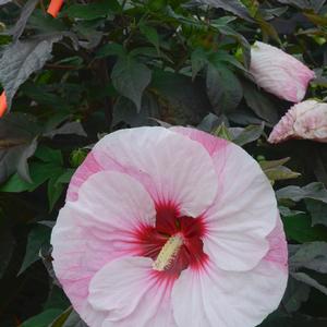 Hibiscus 'Perfect Storm'