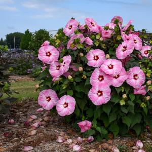 Hibiscus 'Spinderella'