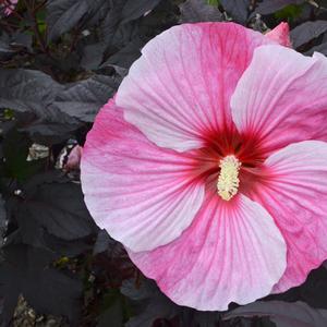 Hibiscus 'Starry Starry Night'