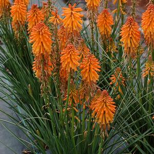 Kniphofia 'Orange'