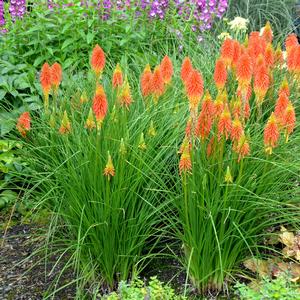 Kniphofia 'Papaya'