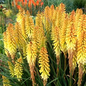 Kniphofia 'Pineapple'