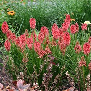 Kniphofia 'Red'