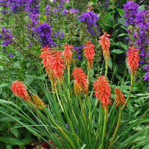 Kniphofia 'Redhot'